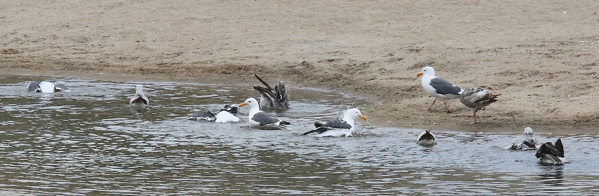 Western Gull - ML577111901