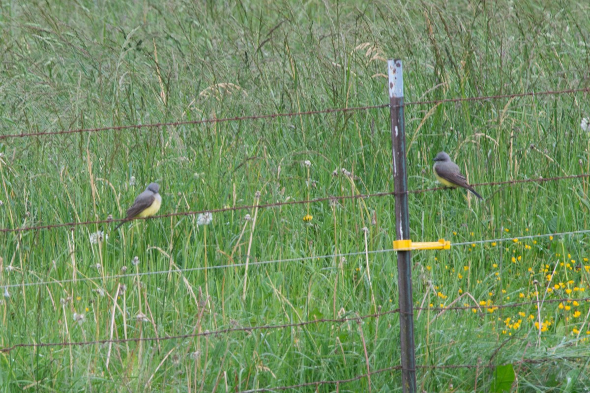 Western Kingbird - ML577112781