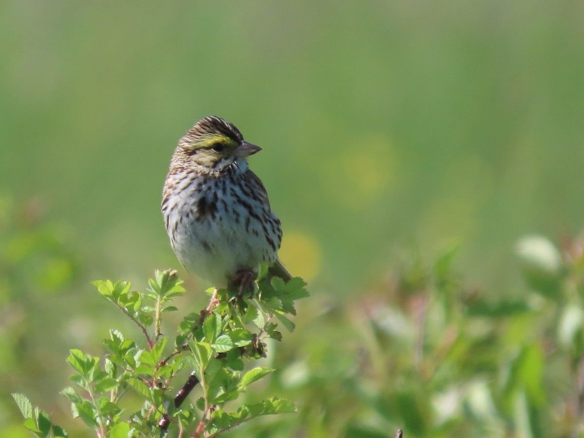 Savannah Sparrow - ML577113021