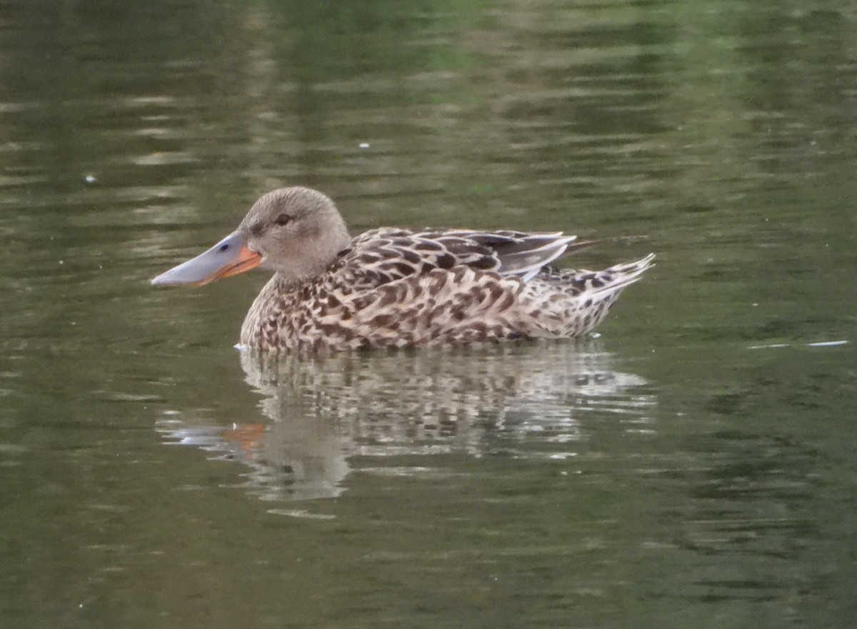 Northern Shoveler - ML577113341