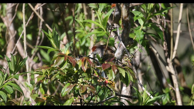 Synallaxe à calotte rousse - ML577115511