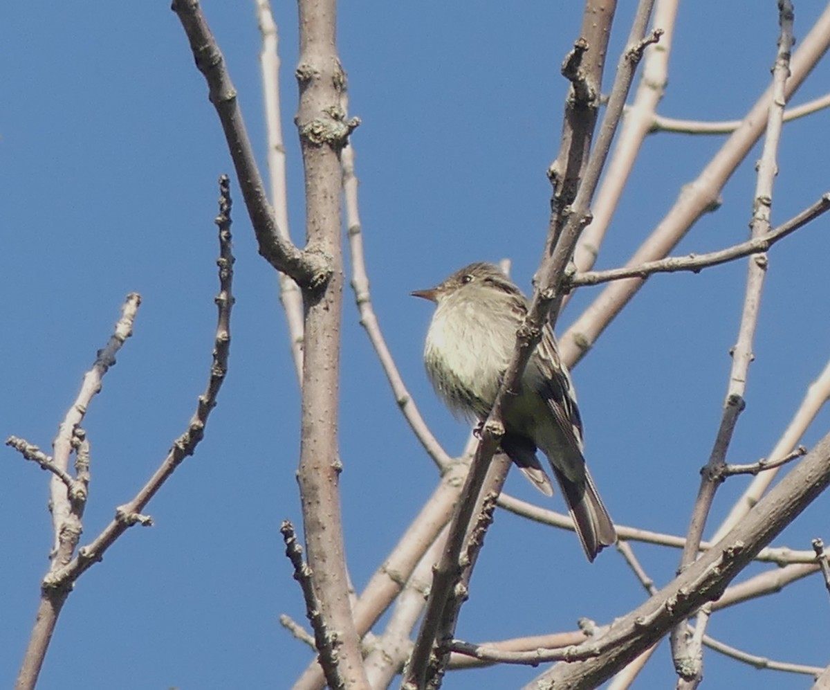 Eastern Wood-Pewee - ML577115621