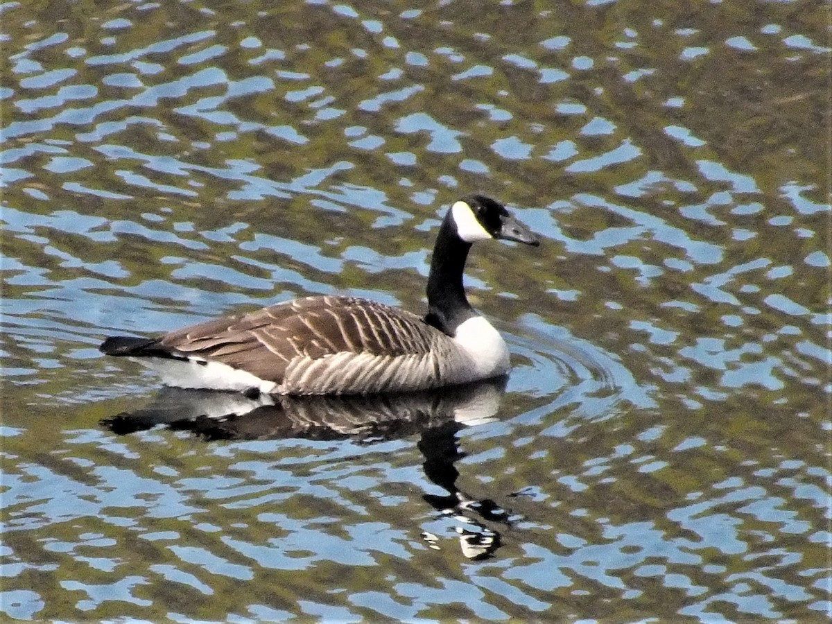 Canada Goose - Angus McFarlane