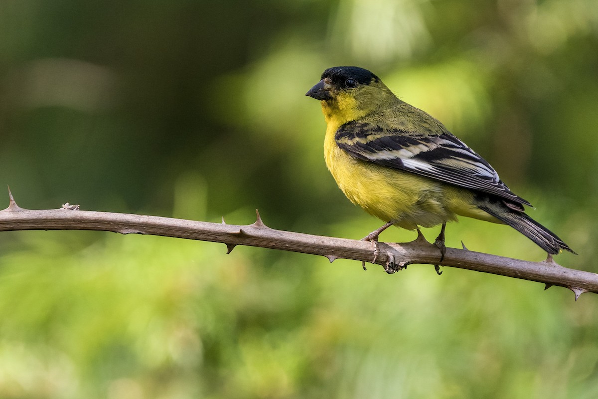 Lesser Goldfinch - Matt Dalessio