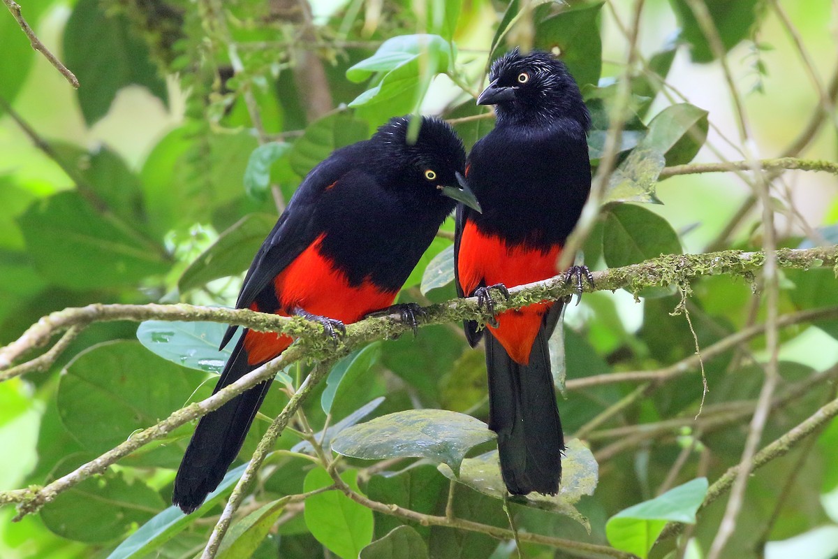 Red-bellied Grackle - Phillip Edwards