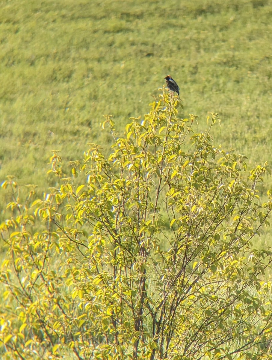 Bobolink - ML577118511