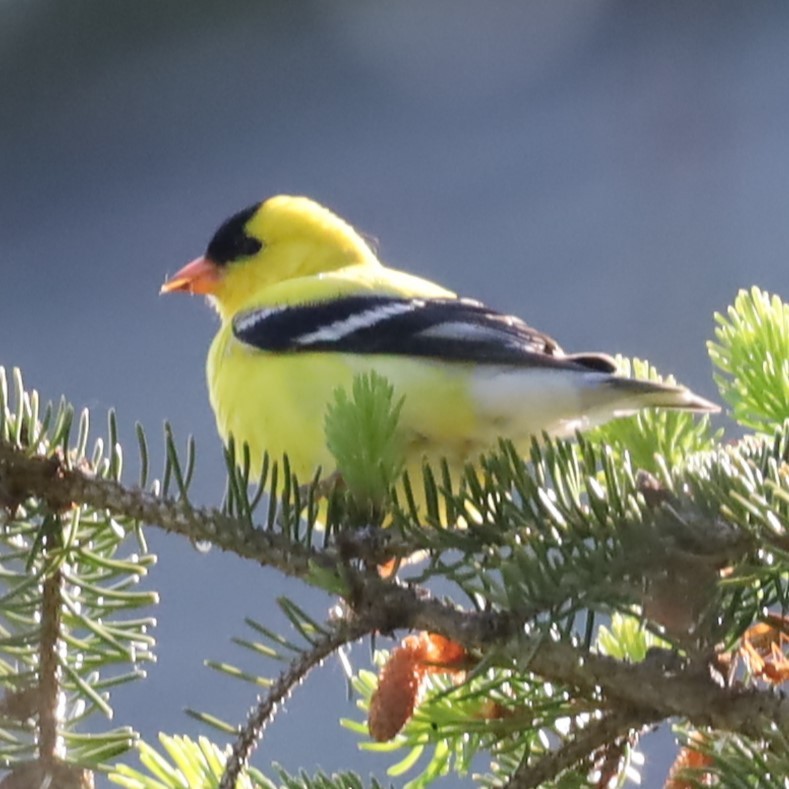 American Goldfinch - ML577118821