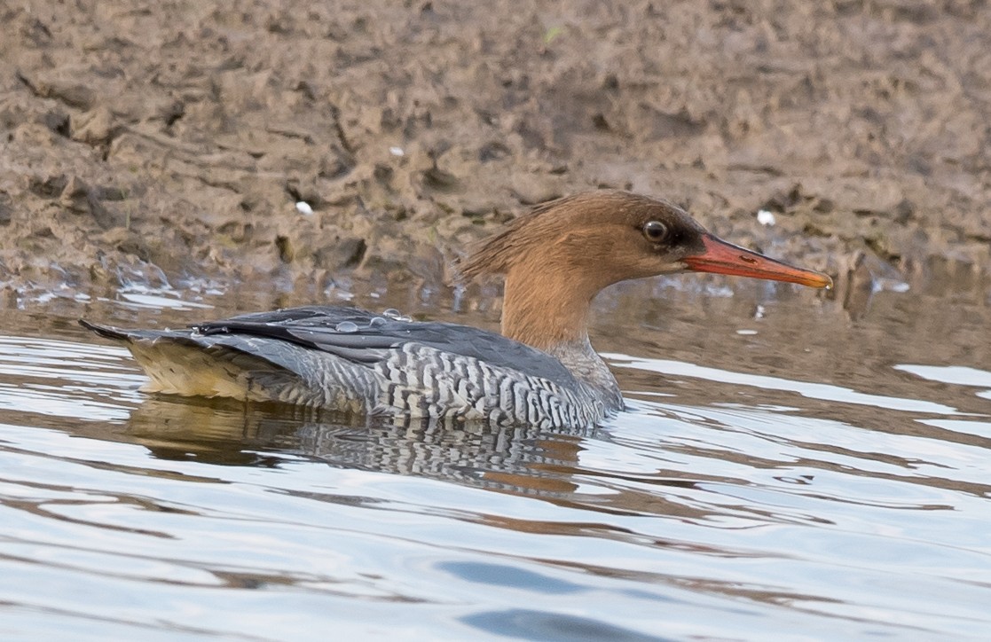 Scaly-sided Merganser - ML57711921