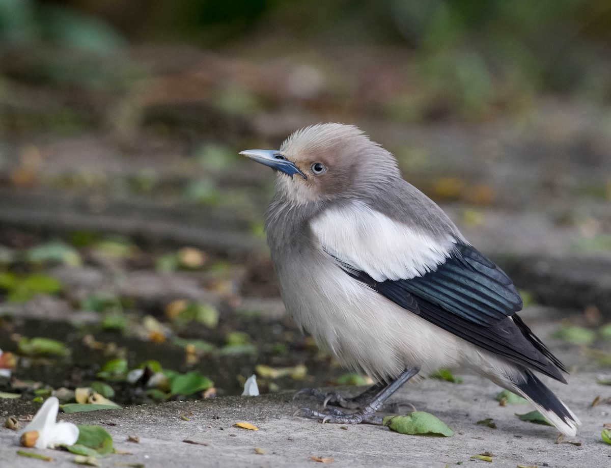White-shouldered Starling - Kai Pflug