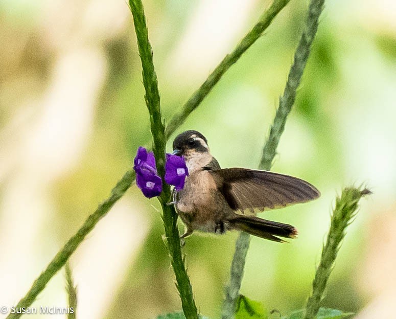 Speckled Hummingbird - ML577119531