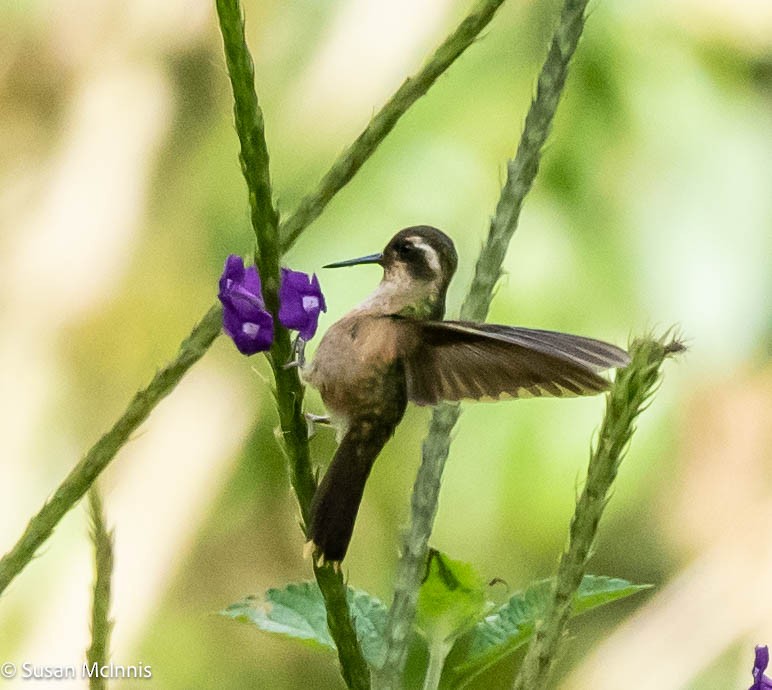 Colibri moucheté - ML577119711