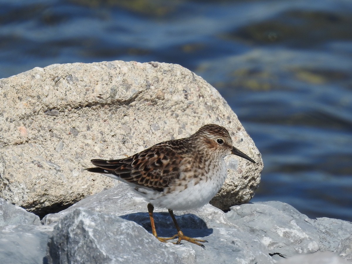 Least Sandpiper - ML577120091