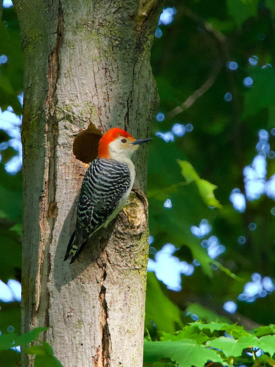 Red-bellied Woodpecker - Don Deegan