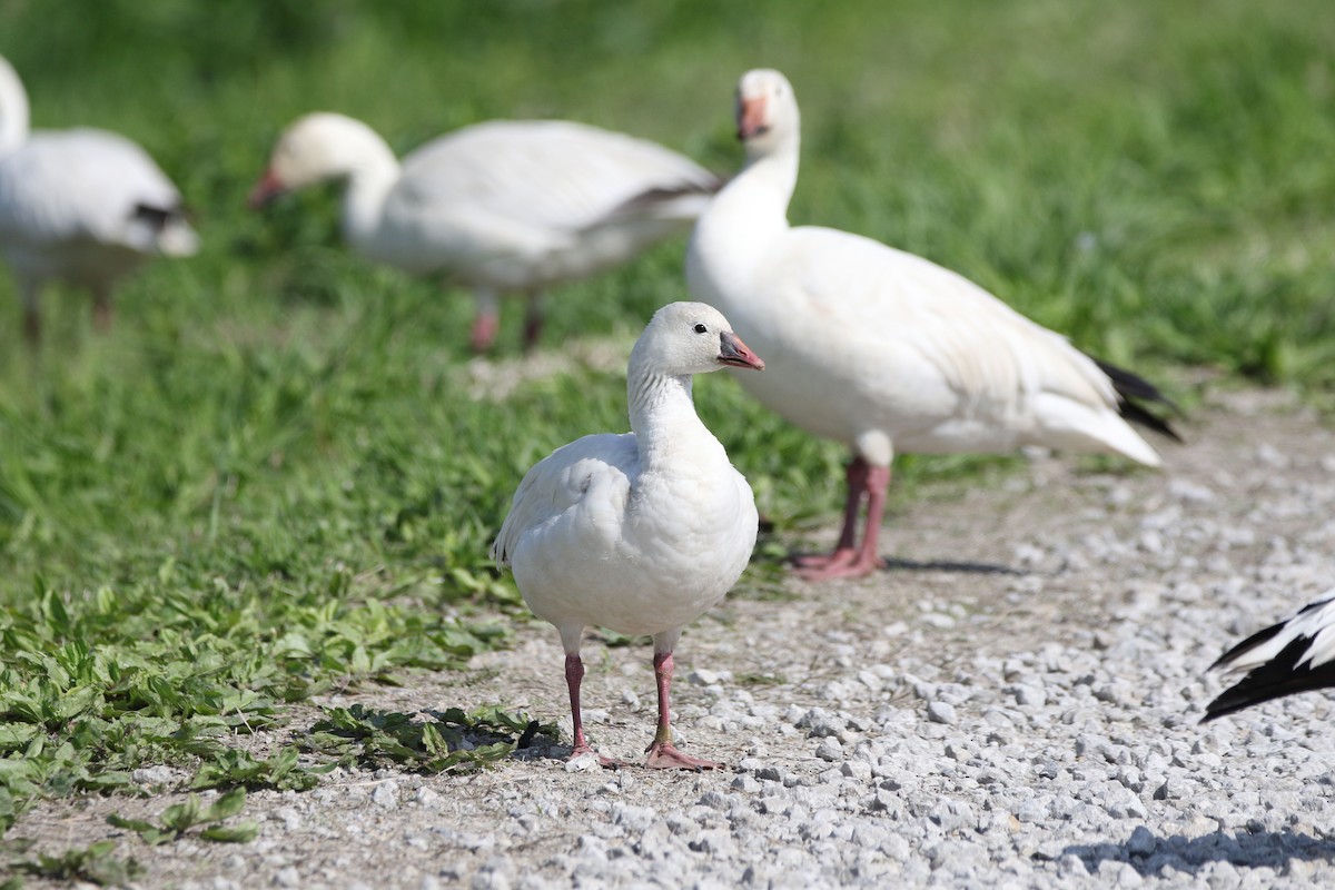 Ross's Goose - ML577120431