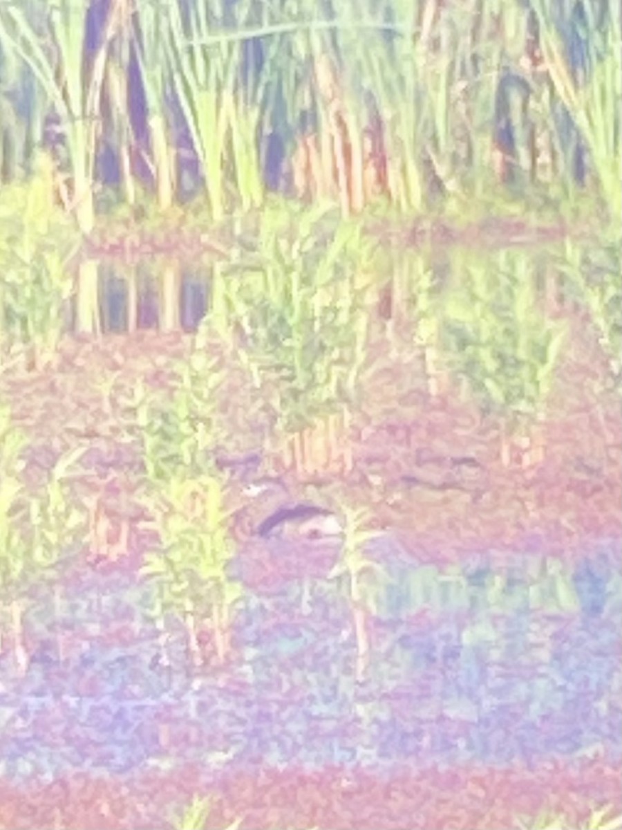 Pied-billed Grebe - ML577120641