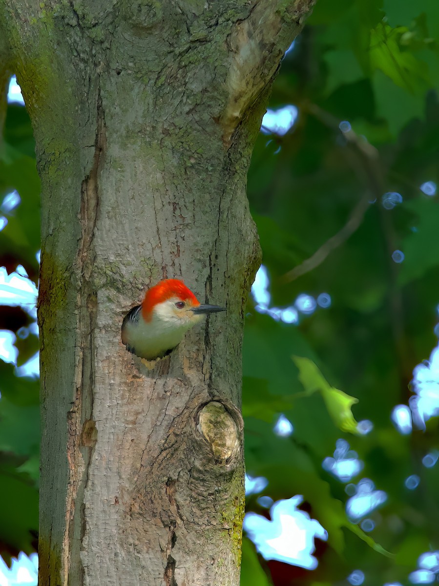 Red-bellied Woodpecker - ML577120791