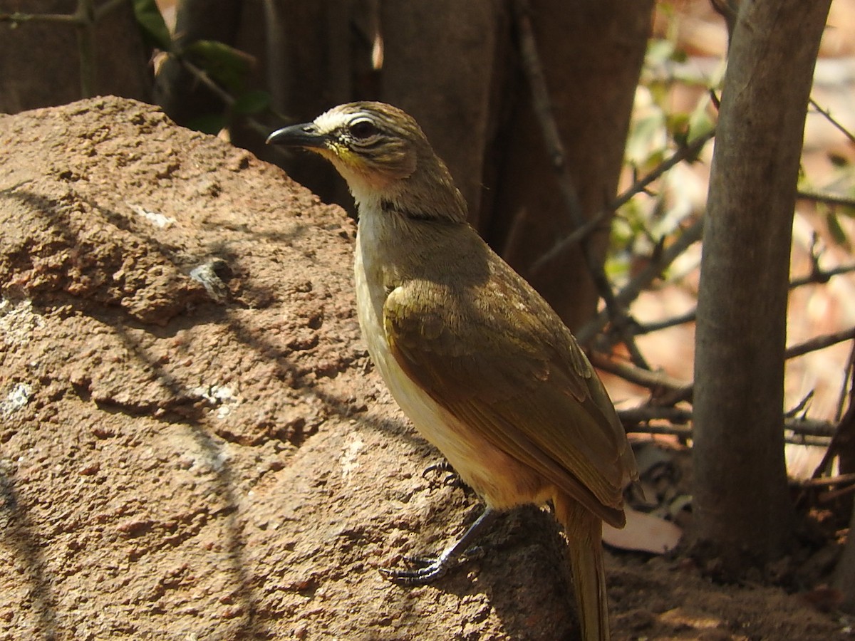 Bulbul Cejiblanco - ML57712231