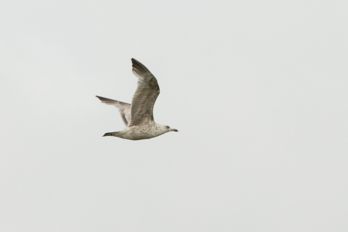 Herring Gull - Letty Roedolf Groenenboom