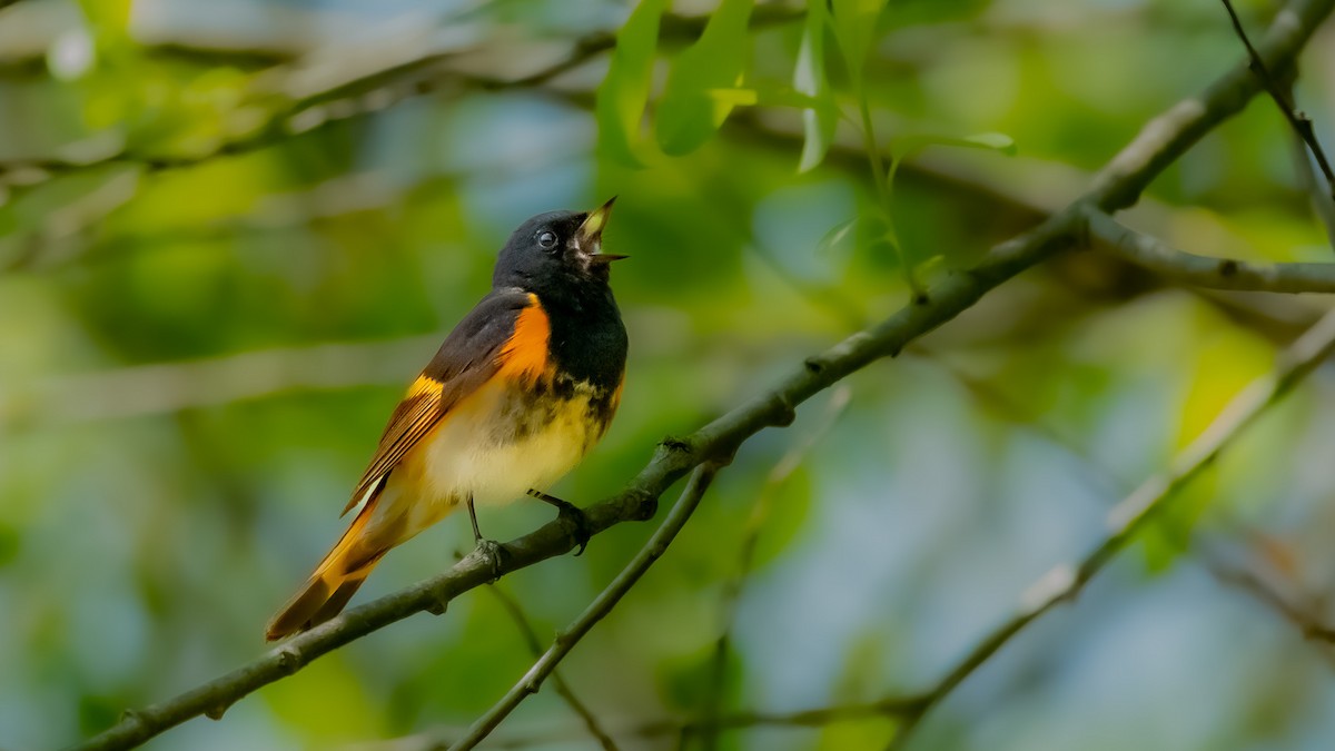 American Redstart - ML577122561