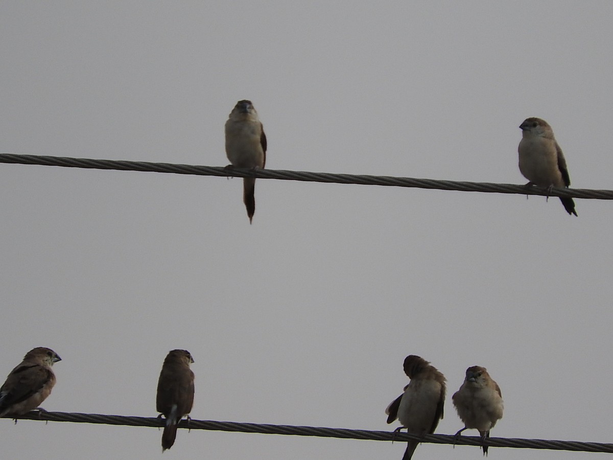 Indian Silverbill - ML57712261