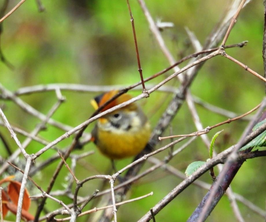 Chestnut-tailed Minla - Stephen Long