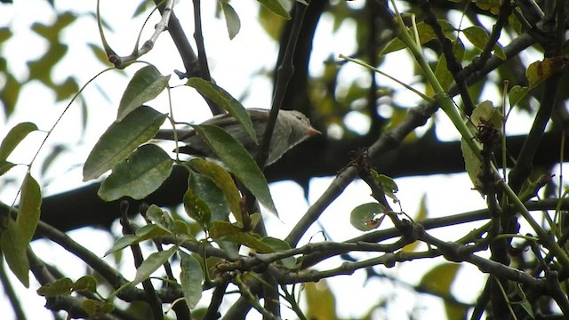 Southern Beardless-Tyrannulet - ML577123481