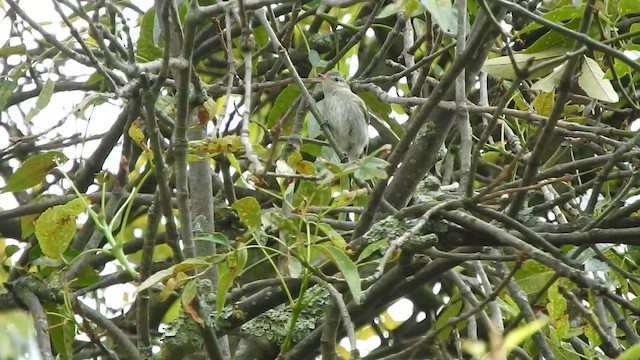 Southern Beardless-Tyrannulet - ML577123491