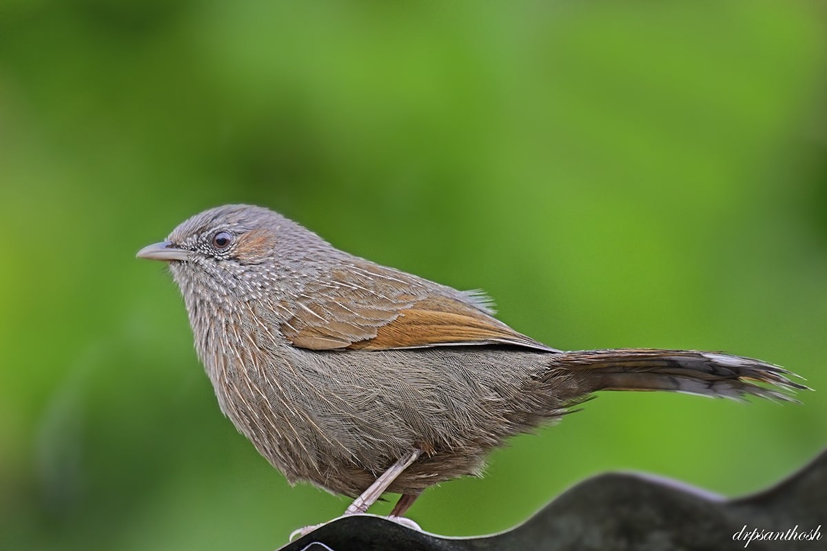 Streaked Laughingthrush - ML577124061