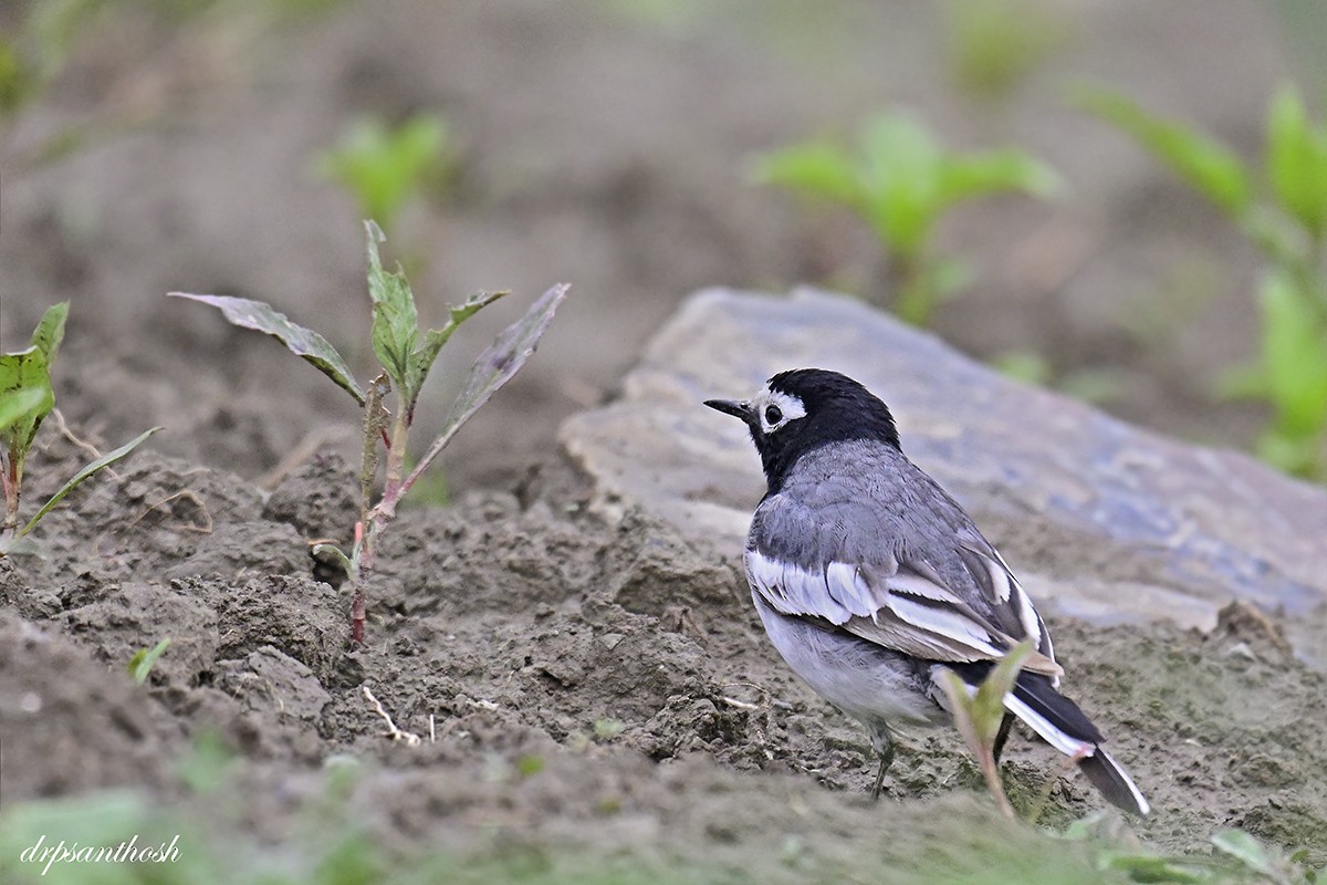 White Wagtail - ML577124311