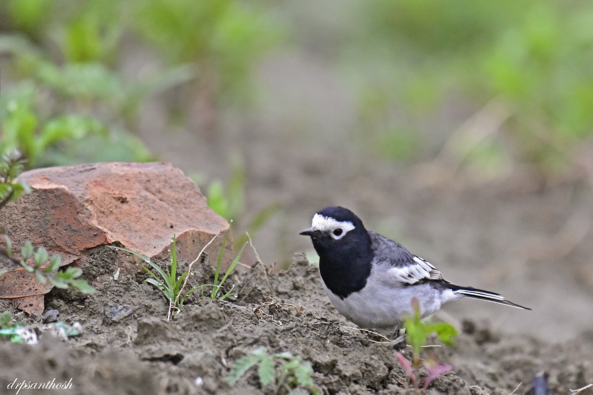 White Wagtail - ML577124361