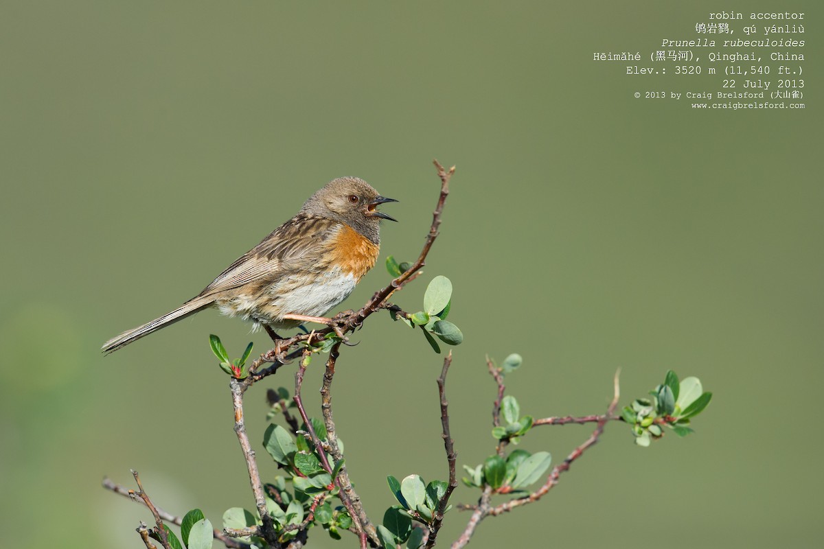 Robin Accentor - Craig Brelsford