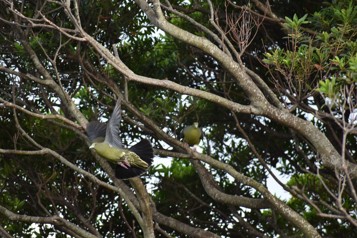 Whistling Green-Pigeon - Jeff Graham