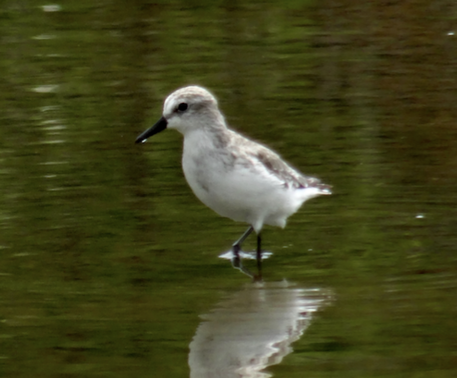 Semipalmated Sandpiper - ML577127371