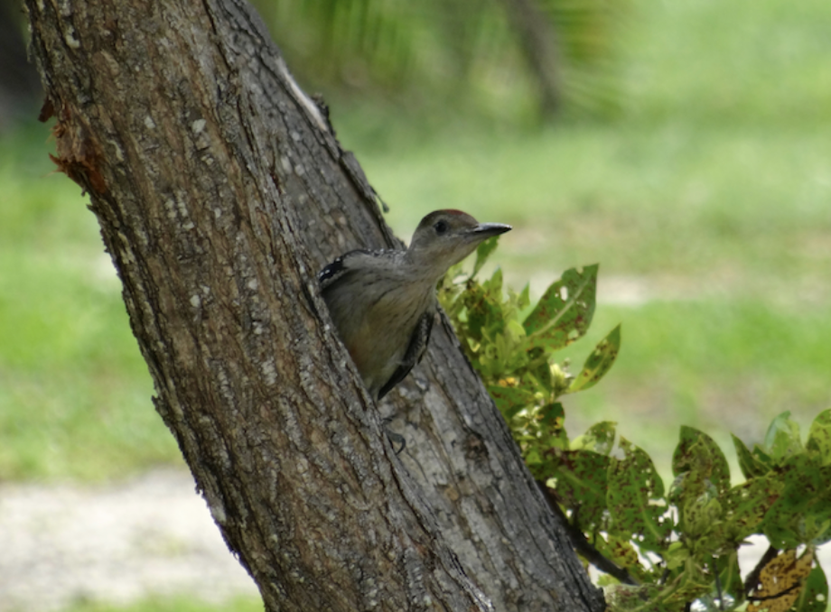 Red-bellied Woodpecker - ML577127421