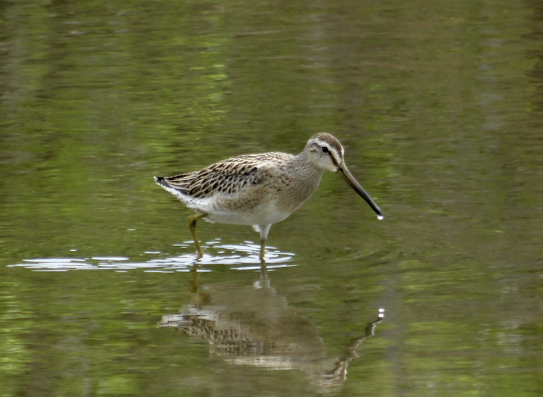 kortnebbekkasinsnipe - ML577127451