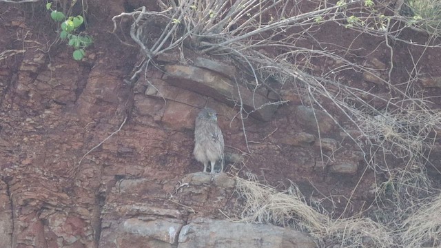 Brown Fish-Owl - ML577129411