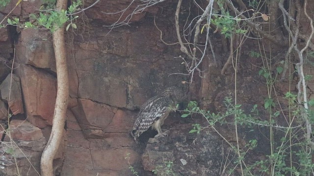 Brown Fish-Owl - ML577129641