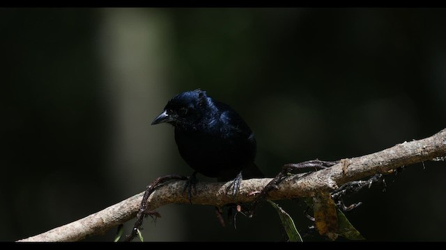 Ruby-crowned Tanager - ML577130011