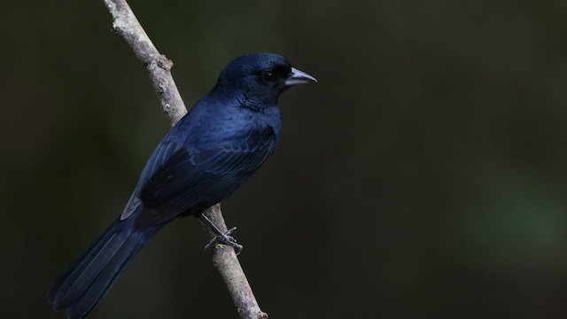 Ruby-crowned Tanager - ML577130041