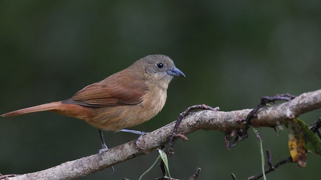 Ruby-crowned Tanager - ML577130101
