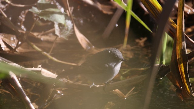 Sooty Tyrannulet - ML577131431