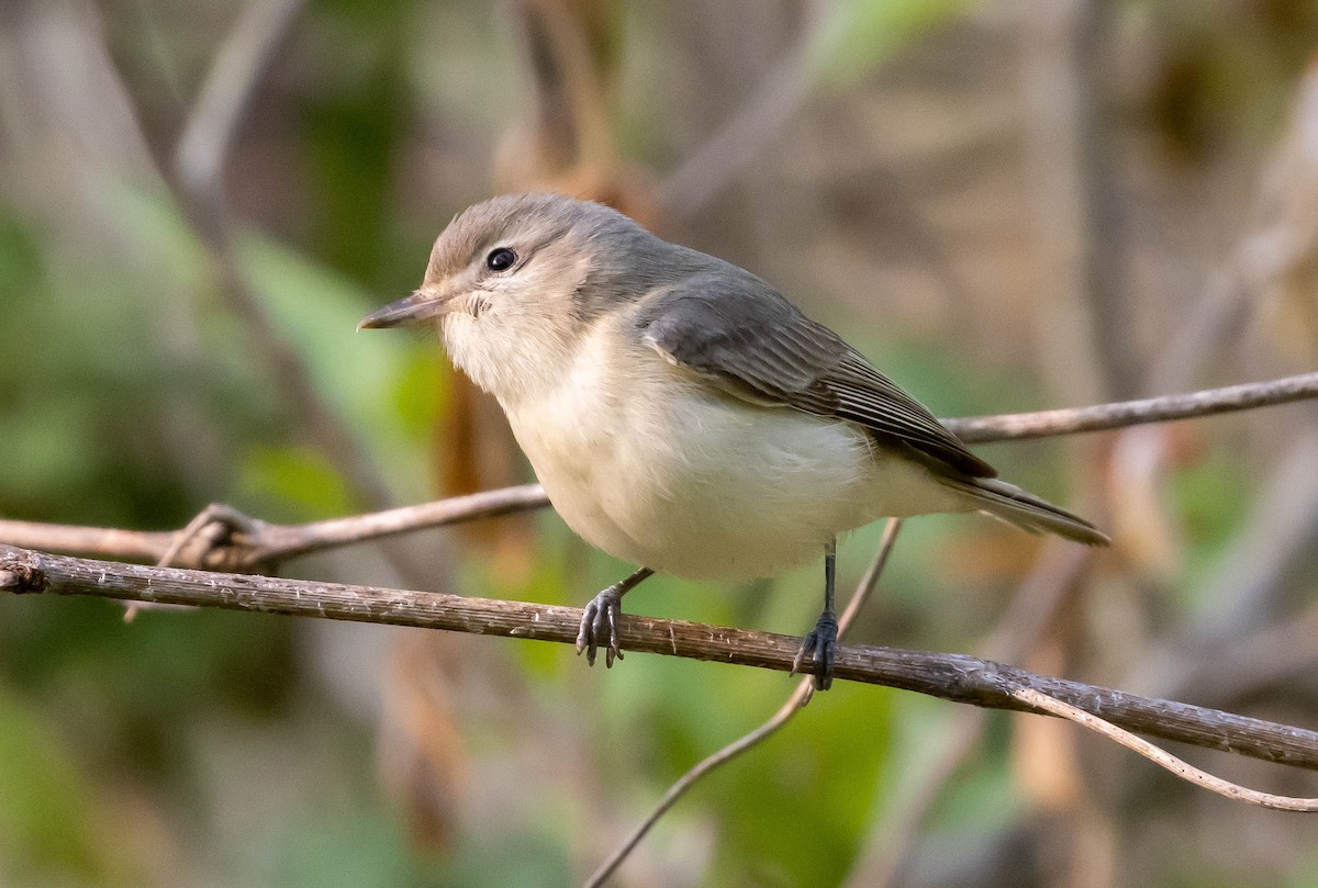 Warbling Vireo - ML577131731