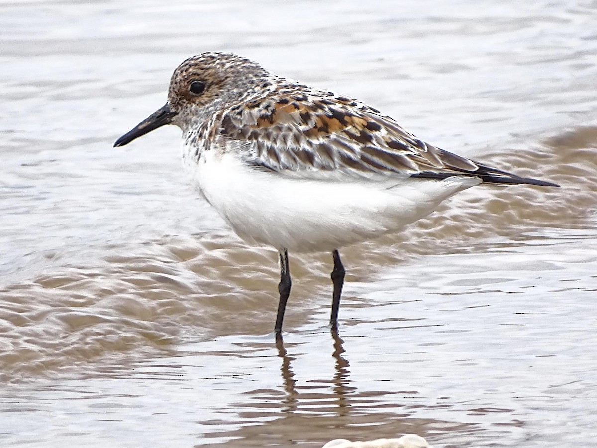 Sanderling - ML577132391