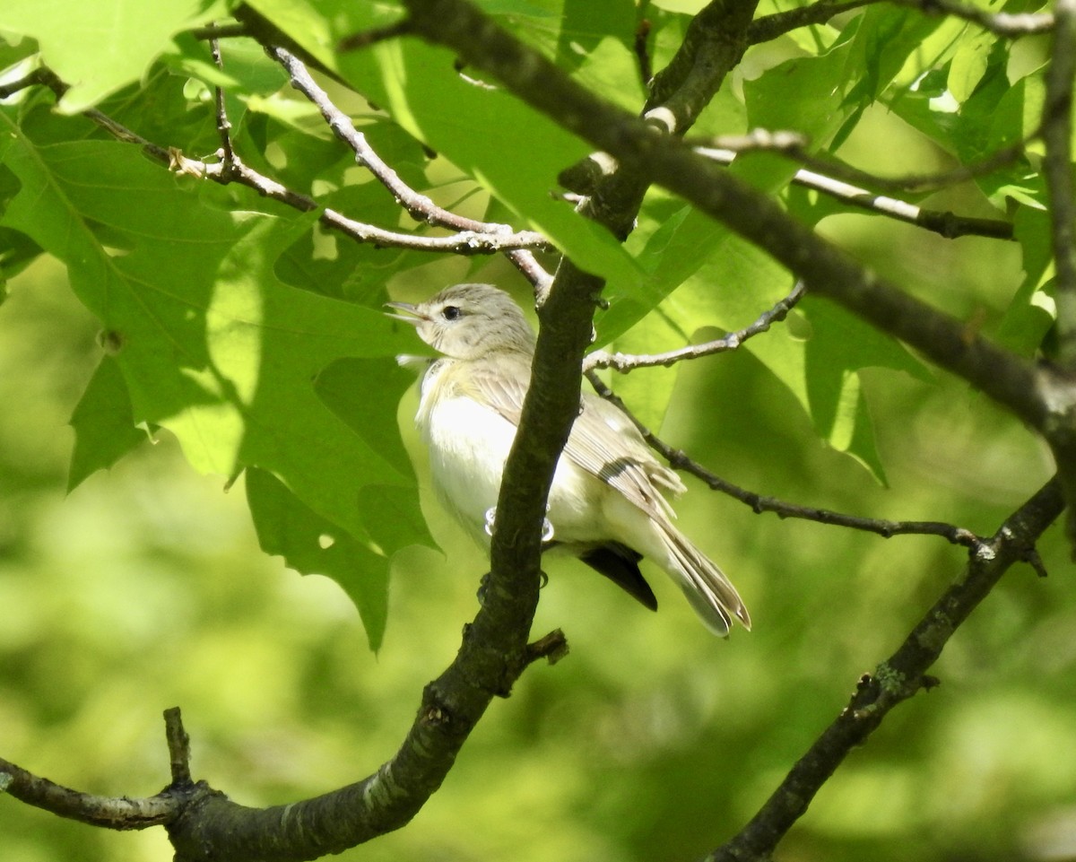 Warbling Vireo - ML577132791