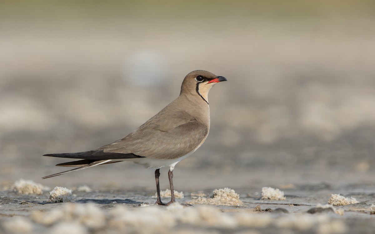 Collared Pratincole - Odysseas Froilán Papageorgiou