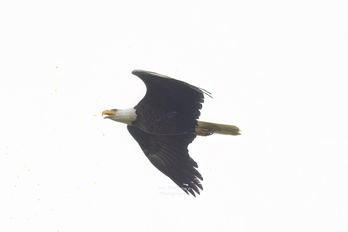 Bald Eagle - ML577134561