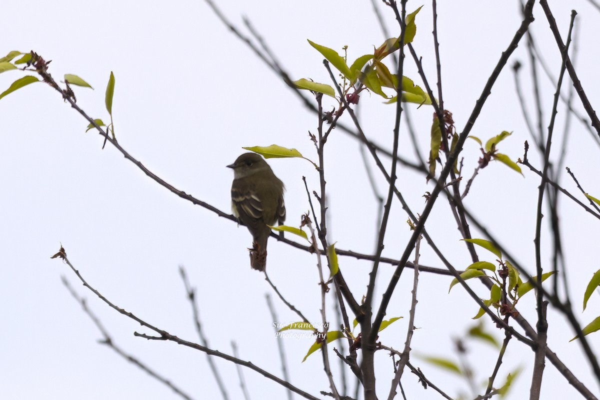 Alder Flycatcher - ML577134671