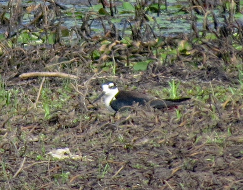 Black-necked Stilt - ML577134961