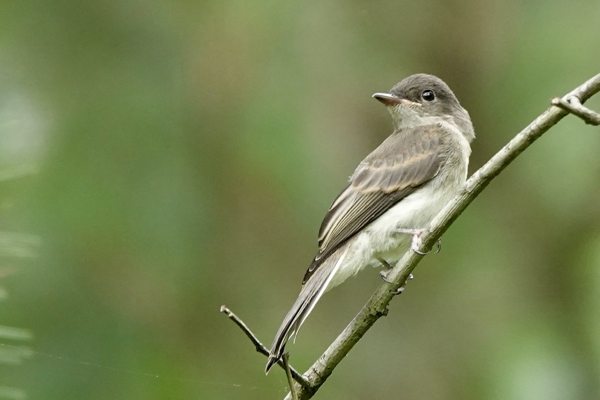 Eastern Phoebe - ML577135481