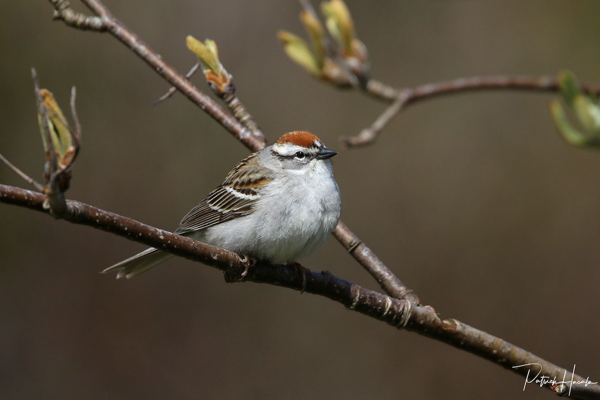 Chipping Sparrow - ML577135581